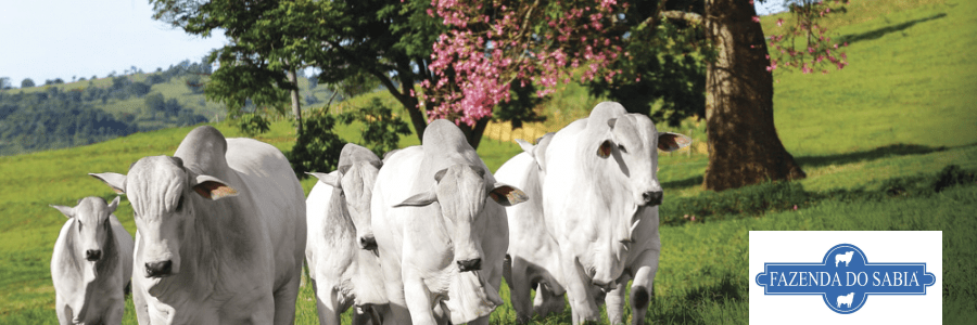 Fazenda do Sabiá: tecnologia cloud também está no campo